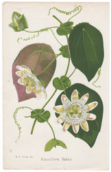 Passiflora Hahnii